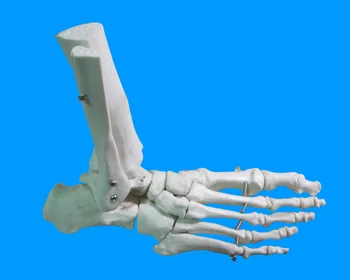 1:1 Cilvēka Kāju Locītavu Potītes Locītavu Kaulu Modeļa Medicīnisko Anatomija Skelets Modeļa Mācību Līdzekli Piegādātājs