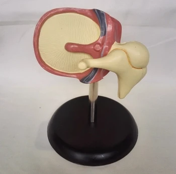Cilvēka gliemezi palielināt modeļa Kohleāro anatomija Medicīnas mācību modelis bezmaksas piegāde