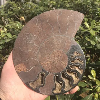 Dabas Sadalīt Ammonite Izrakteņu Paraugu Ammolite Okeāna Dzīvnieku Gliemeža Gliemene Madagaskara Sākotnējo Paraugu Minerālu