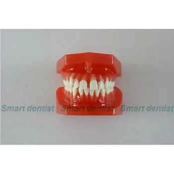 2016 Protezēšana Zobu Ortodontijas Modelis Modelis zobu 24
