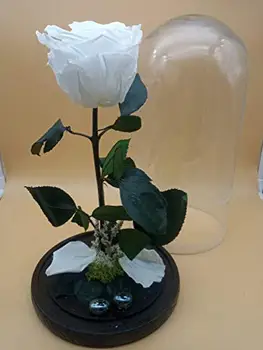 Baltas konservētas Mūžīgā Roze. Bezmaksas piegādes. Dome ar Rožu konservēti mūžīgo balts. Augstums 30 cm. Izgatavots Spānijā.