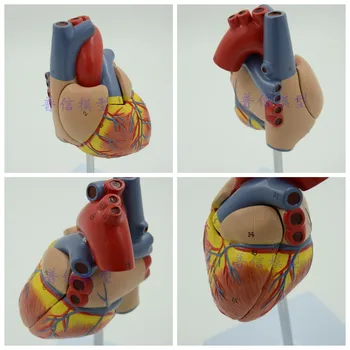 DongYun zīmola 1:1 cilvēka sirds anatomijas modelis, Medicīnas Zinātņu mācību materiāli