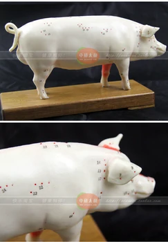 Cūku akupunktūras punktus modelis cūku anatomija modeli dzīvnieku modeļa mācību prakses