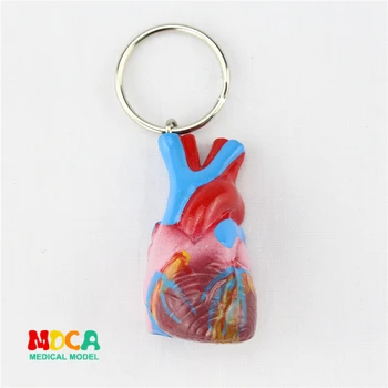 Cilvēka sirds Keychain rotājumu dāvanu kulons taustiņu sprādzes cilvēku.orgānu anatomija medicīnas mācību rotaļlietu YSK021