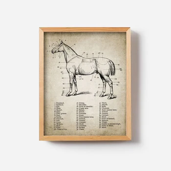 Vintage Zirgu Anatomiju Audekla Gleznu Plakātu Drukas Zirgu Anatomiju Ilustrācija Sienas Māksla, Jāšanas Bildes Mājas Istabas Sienas Dekors