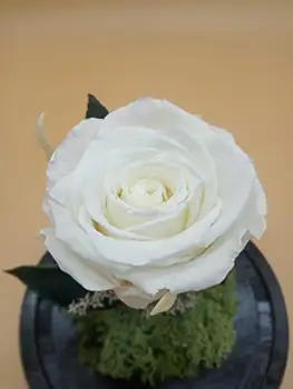 Baltas konservētas Mūžīgā Roze. Bezmaksas piegādes. Dome ar Rožu konservēti mūžīgo balts. Augstums 30 cm. Izgatavots Spānijā.