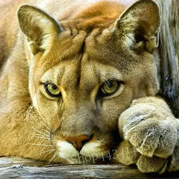 MHD Pilnu Kvadrātveida Lion Head Modelis 5d Diy Dimanta Krāsošana Big Cat 3D Dimanta Izšuvumi Rhinestone Mozaīkas Dzīvnieku 50x50cm