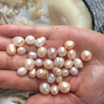 Austeres Pērles 10pcs multi krāsu saldūdens pērļu austeres vakuumā iepakotu,liela pērle austeru vēlas shell vairumtirdzniecības zemu cenu