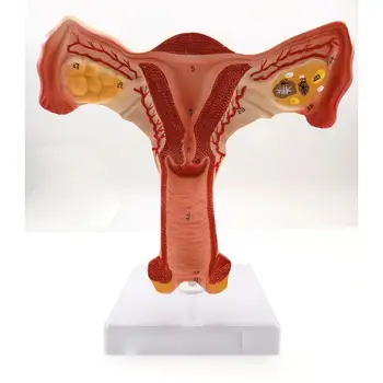 Dzemdes un Olnīcu Anatomijas Modelis Cilvēka Sieviešu Medicīnas Anatomija Iekšējo Dzimumorgānu Orgānu Mācību Līdzekļu Medicīnisko mācību rīki