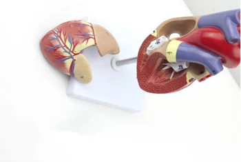 Lielā izpārdošana! Anatomijas Emulational Sirds Anatomija Iekšas Medicīnas modelis, 1:1 izmēra