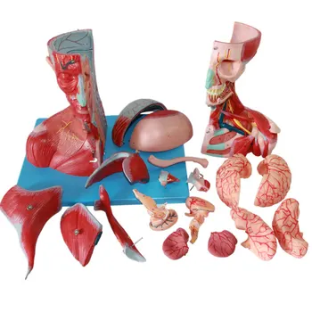 Galvas un Kakla Asinsvadu un Nervu sistēmas Stiprinājuma Modelis Smadzeņu Artērijas, Smadzeņu Modelis, Galvas un Kakla Muskuļu Modelis