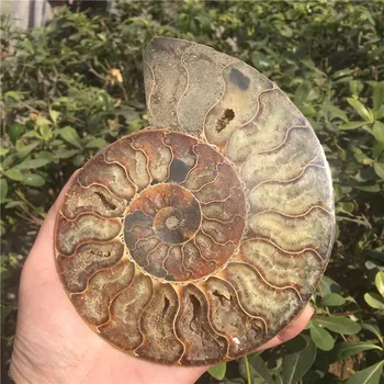 Dabas Sadalīt Ammonite Izrakteņu Paraugu Ammolite Okeāna Dzīvnieku Gliemeža Gliemene Madagaskara Sākotnējo Paraugu Minerālu