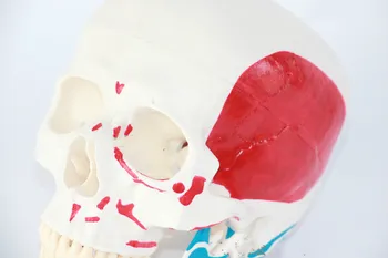 Dzīves Lieluma Krāsainu Cilvēku Skeleta Anatomiskās uzbūves Modelis ar Muskuļu Samontēts Karkass Anatomija Galvas Modeli Dzīvnieku Galvaskausu Anatomija Modelis