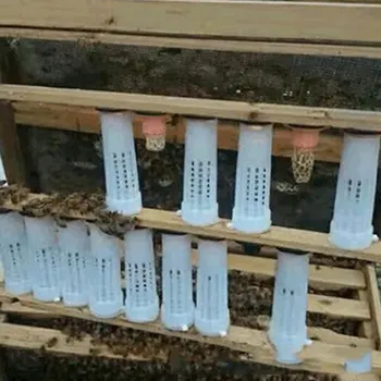 Karaliene būris audzēšanas segtu ķērējs karaliene plastmasas šūnas bites lodziņā būri bites rīku abelhas biškopības aizsardzības aprīkojums