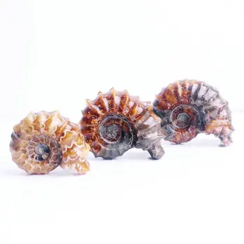 1PC Dabas Ragu Skrūvi Fosilā Ammonite Akmens Crioceras Minerālu Paraugu Raust Izrakteņu Paraugu Kolekcijas Dāvanas