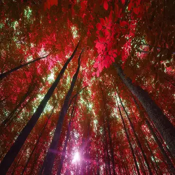 Dušas Aizkars uz Mežu, augstu Koku Saule Spīd Cauri Lapām un Skuju Zariem Savvaļas Dabas Foto Sarkana Zaļa Brūna