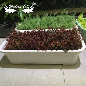 Izcelsmes augu vienkārša darbojas hidroponiskas augi soilless audzēšanas renes siltumnīcefekta pods plastmasas salātu audzēšanas kastē