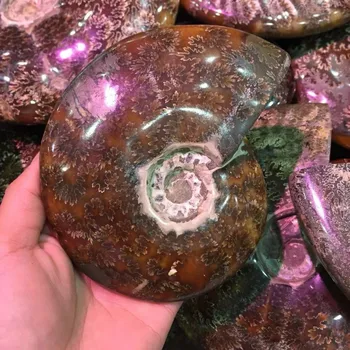 Aptuveni 500g dabas minerālu Siphonaria Kristāls-dārgakmens, meditācijas, reiki dziedināšanas aptuvenu ammonite kristāla akmens mājas apdare