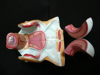 2 Daļām Sievietes Iegurņa Sadaļā Anatomijas Modelis Sirds anatomija galvaskausa smadzeņu modelis mikseris traumu esqueleto anatomia