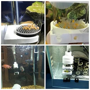 Zivis, Olu Inkubators Akrobāts Akvārija Zivju Audzēšanu Cichlid Audzētājs Inkubators Akrobāts Zivju Inkubators Ar Regulējamu Gaisa Ierīci