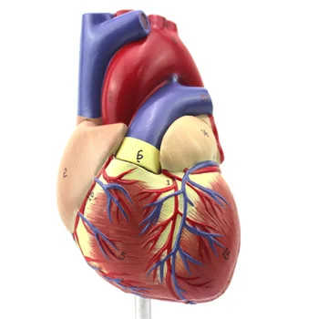 Lielā izpārdošana! Anatomijas Emulational Sirds Anatomija Iekšas Medicīnas modelis, 1:1 izmēra