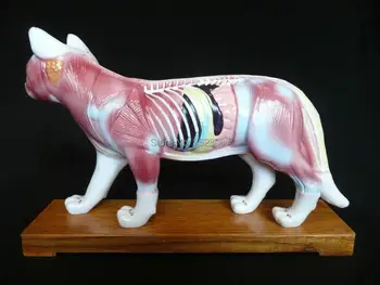 Veterinārārsta, Kaķa Kaķu Akupunktūras Modelis pārdošanai medicīnas Anatomija meridian operācijas Modelis skelets ēnu esqueleto anatomia